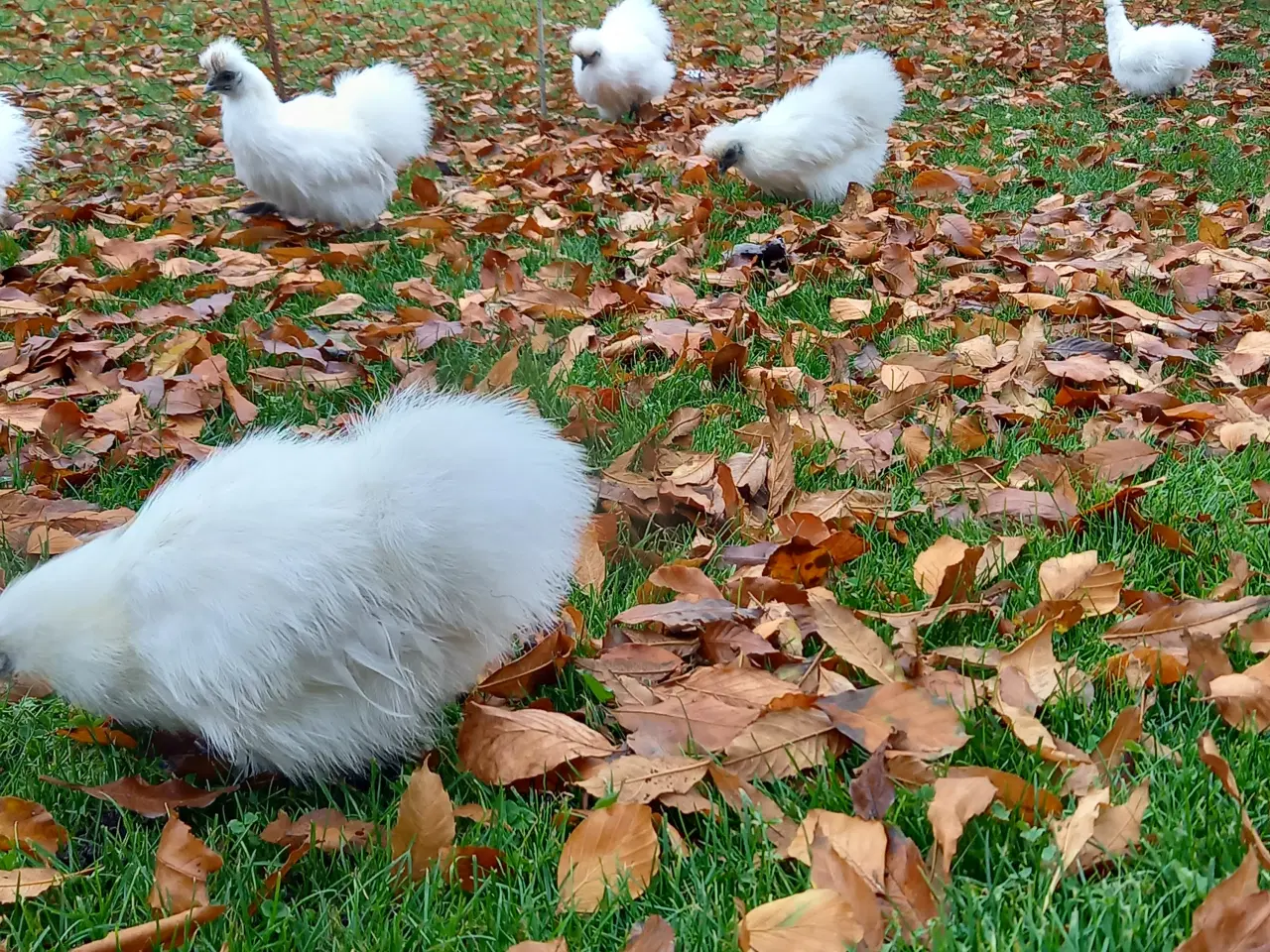 Billede 7 - 15 fine små dværg silkehøns