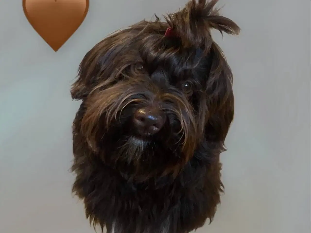 Billede 5 - Bichon Havanais hvalp 