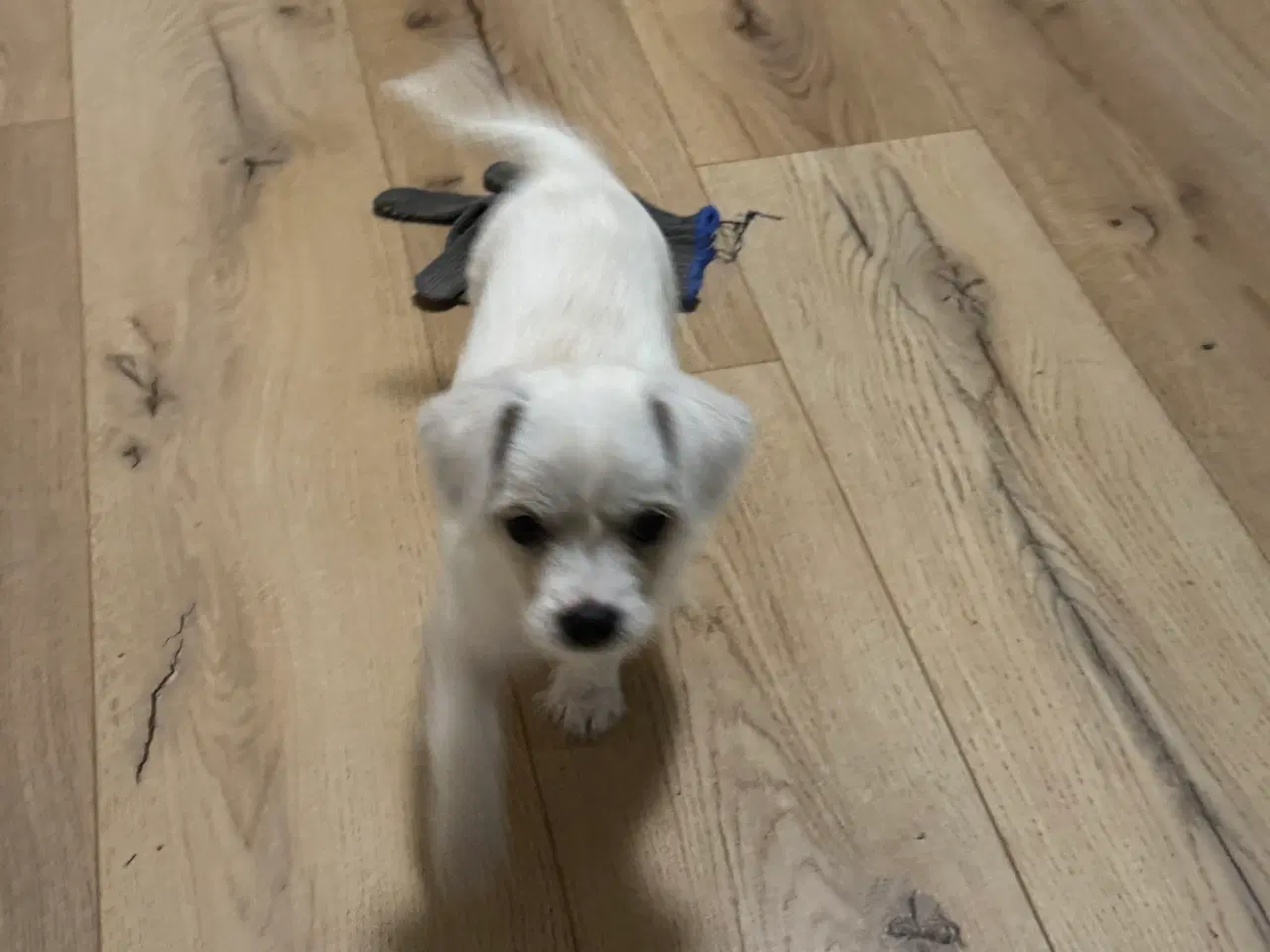 Billede 7 - Hvalp søger ny hjem