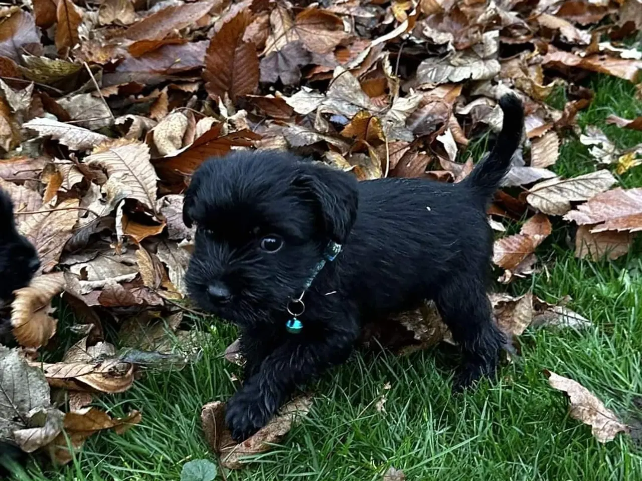 Billede 1 - Schnauzer mellem hvalpe