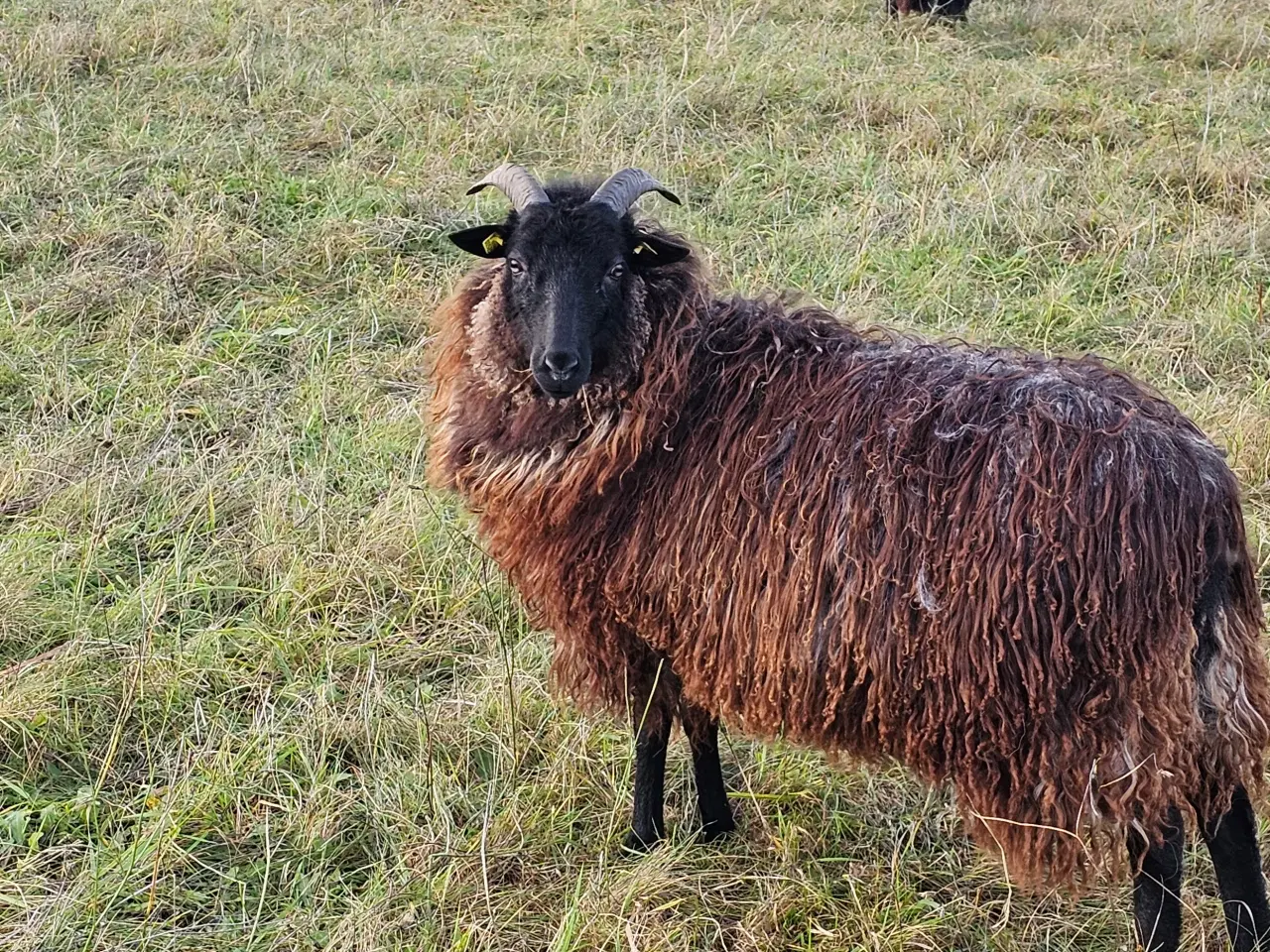 Billede 4 - Lüneburger gimmer lam 