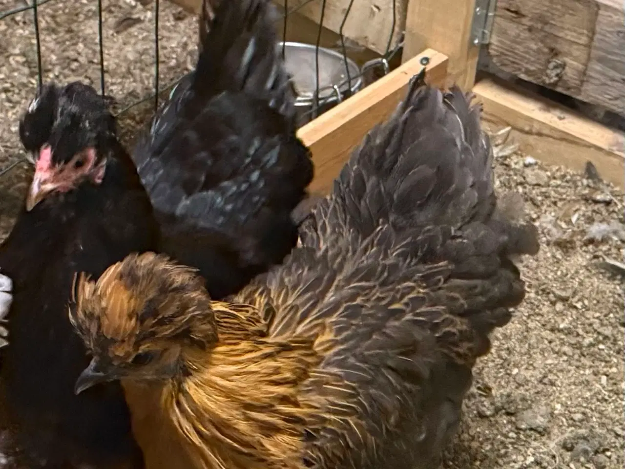 Billede 1 - Dværg blandings høner