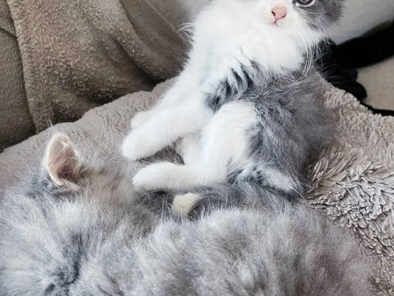 Billede 4 - Mainecoon killinger 