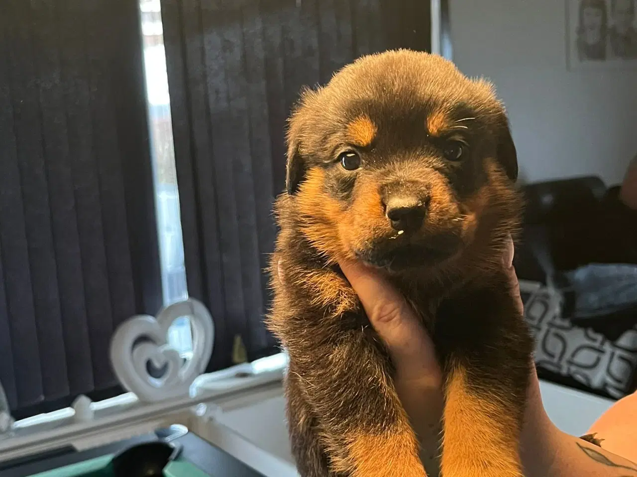 Billede 2 - Ægte Rottweiler 