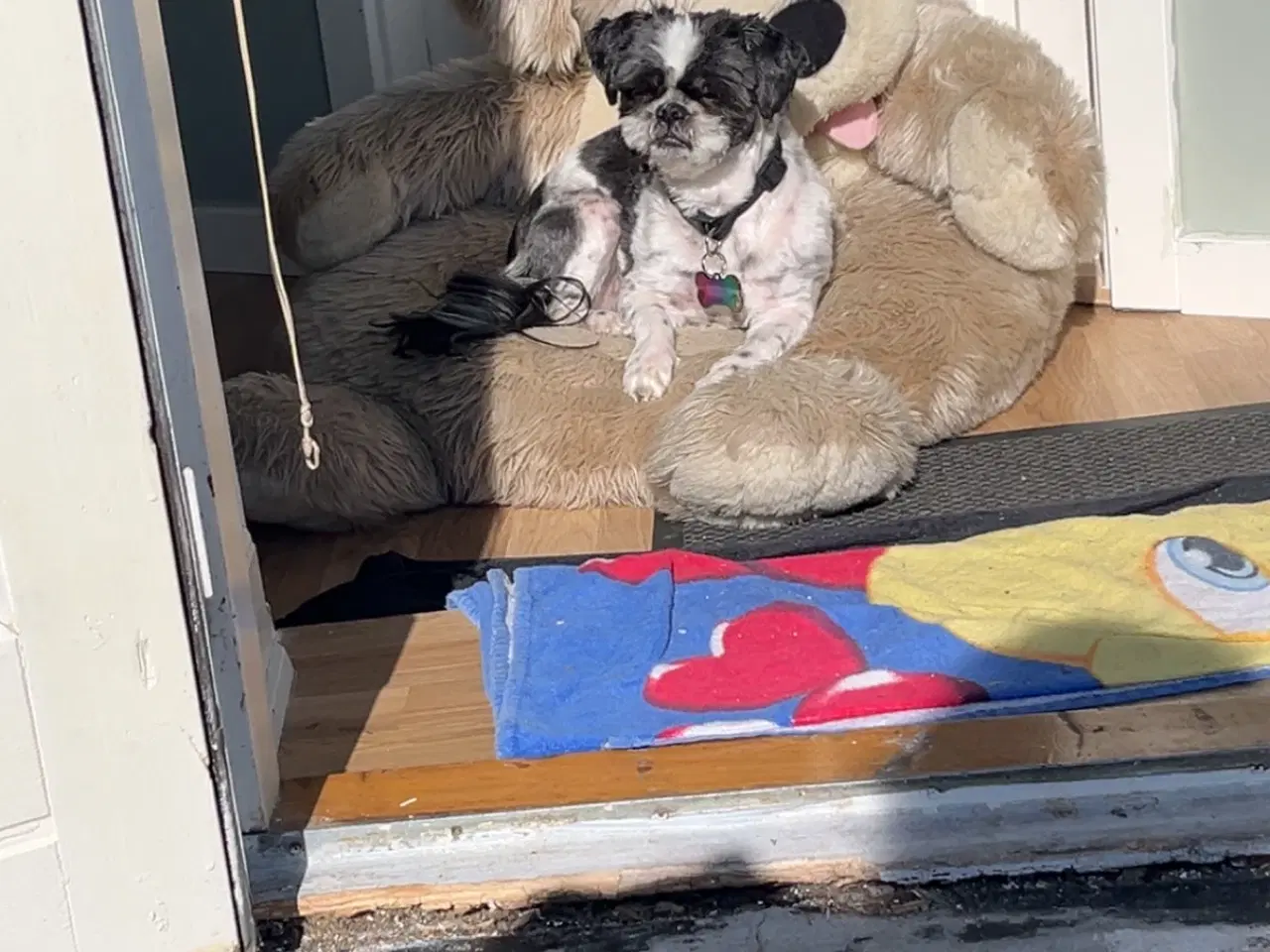 Billede 6 - Shih tzu