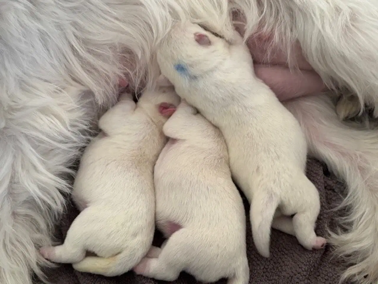 Billede 4 - West Highland White Terrier