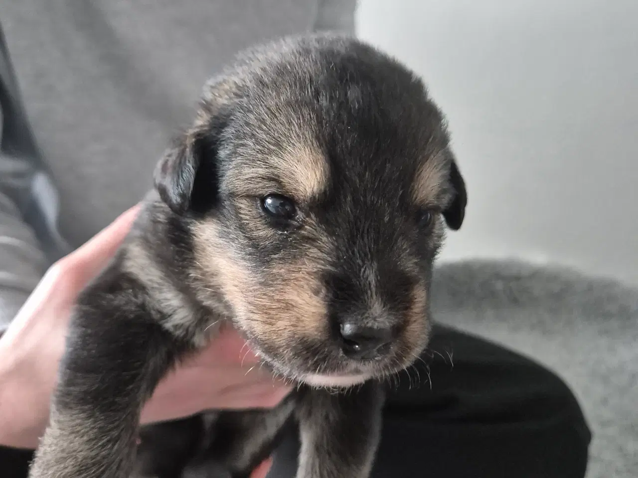 Billede 2 - Blanding hunde hvalpe 