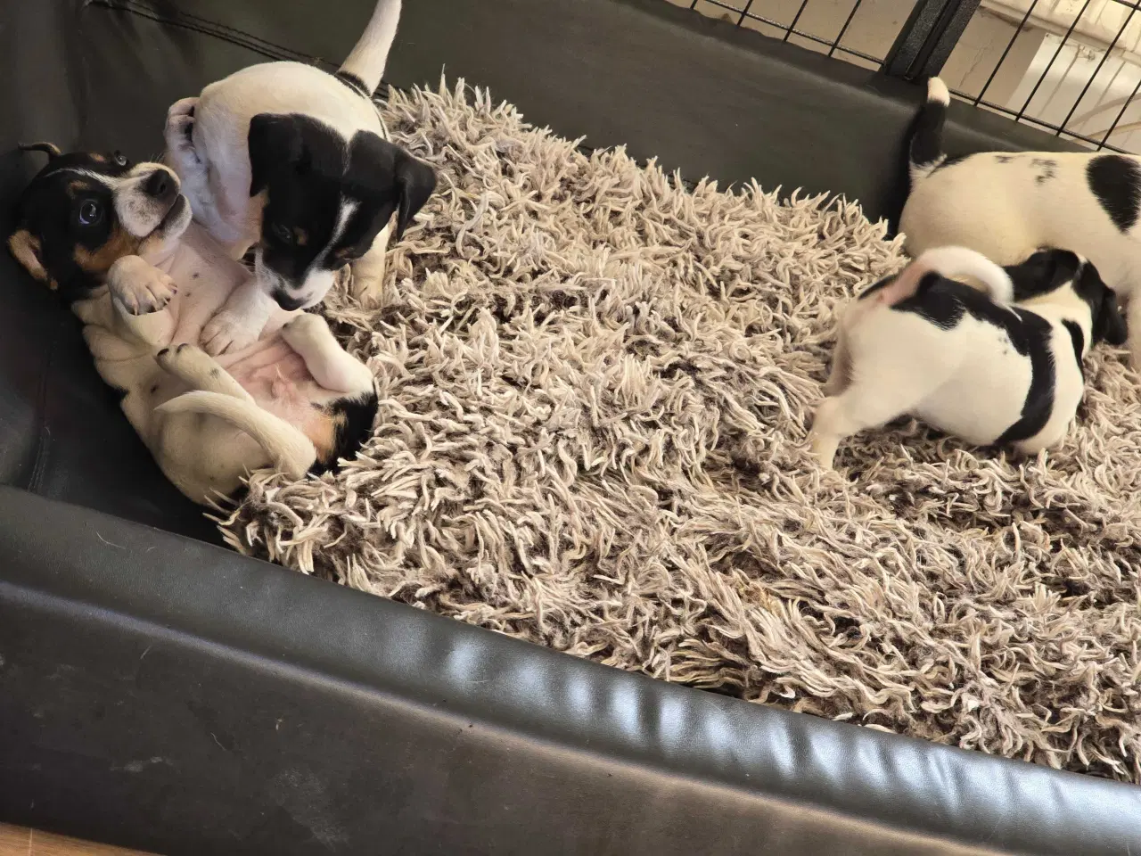 Billede 7 - Dansk svensk gårdhund / jack russel hvalpe