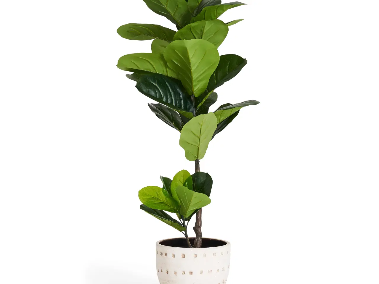Billede 1 - Kunstig plante Fiddle træ 90 cm. 