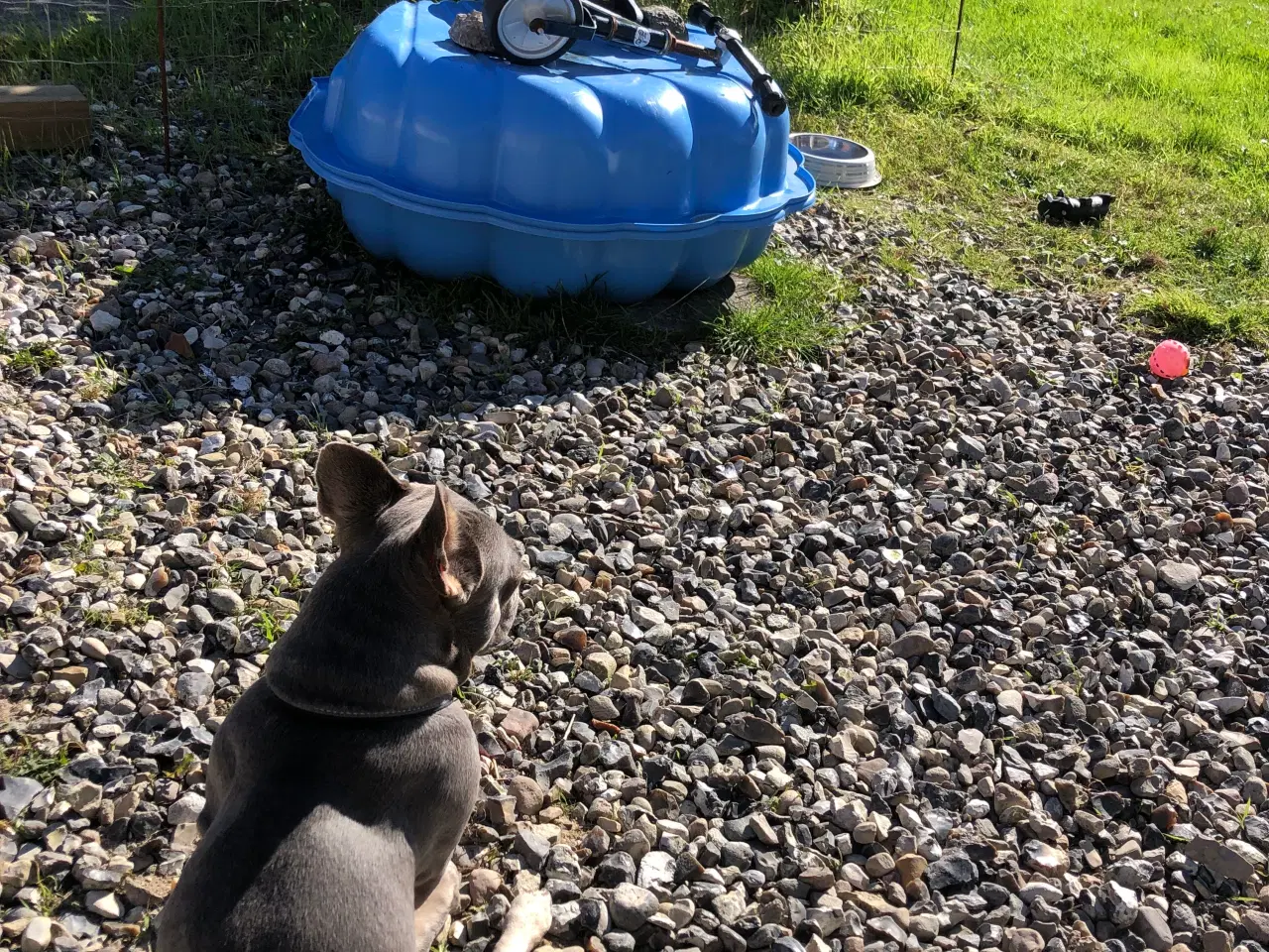 Billede 4 - Franske bulldogs på vej