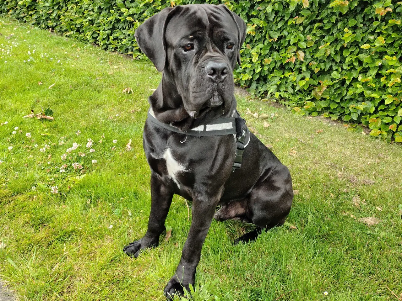 Billede 2 - Cane Corso Italiano 2 år🐾