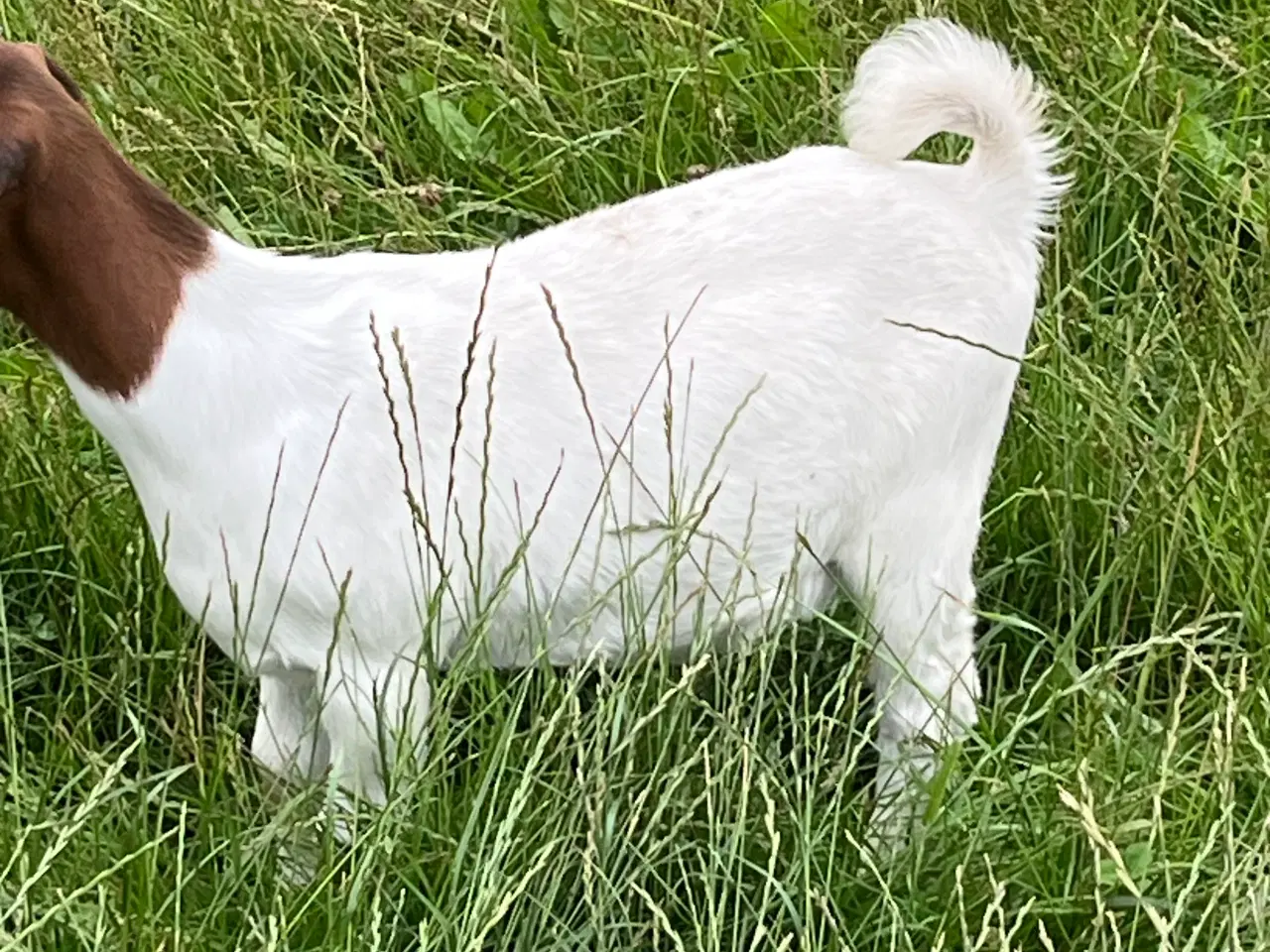 Billede 4 - Boer Gimmer kid
