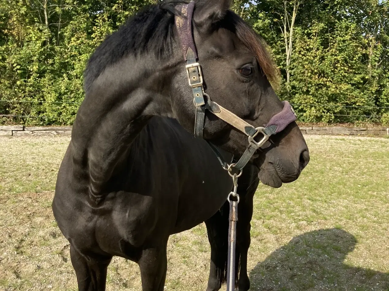 Billede 1 - Smuk hest