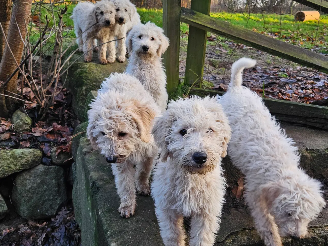 Billede 1 - Labradoodle  hvalpe 1 tæve og hanner