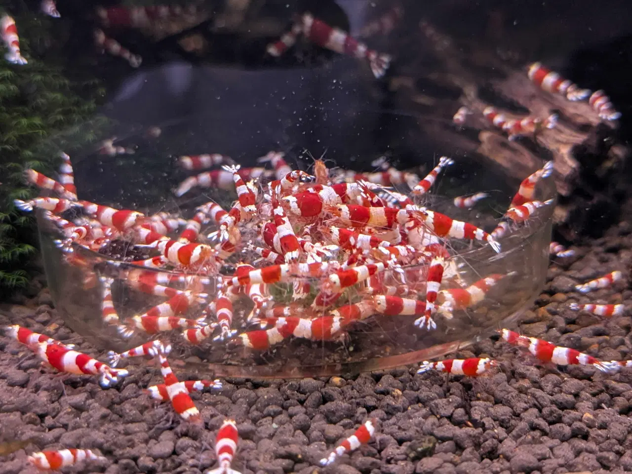 Billede 5 - Caridina 'CRS' rejer 