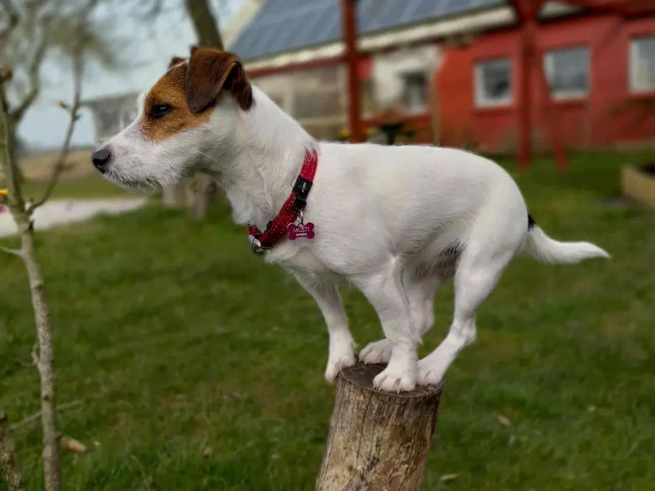 Billede 14 - Jack Russel Hvalpe