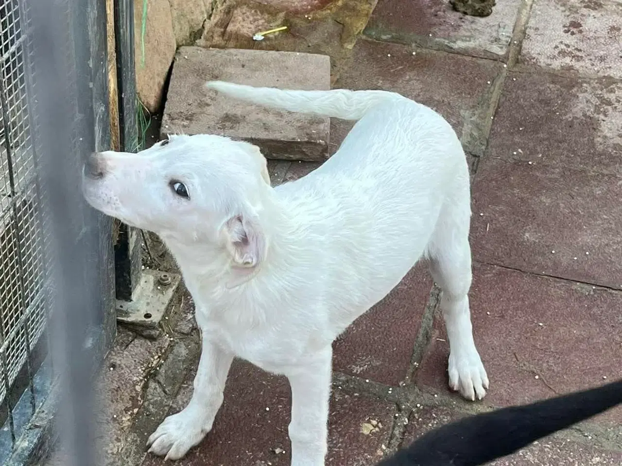 Billede 4 - Søde lille Creamy søger familie 