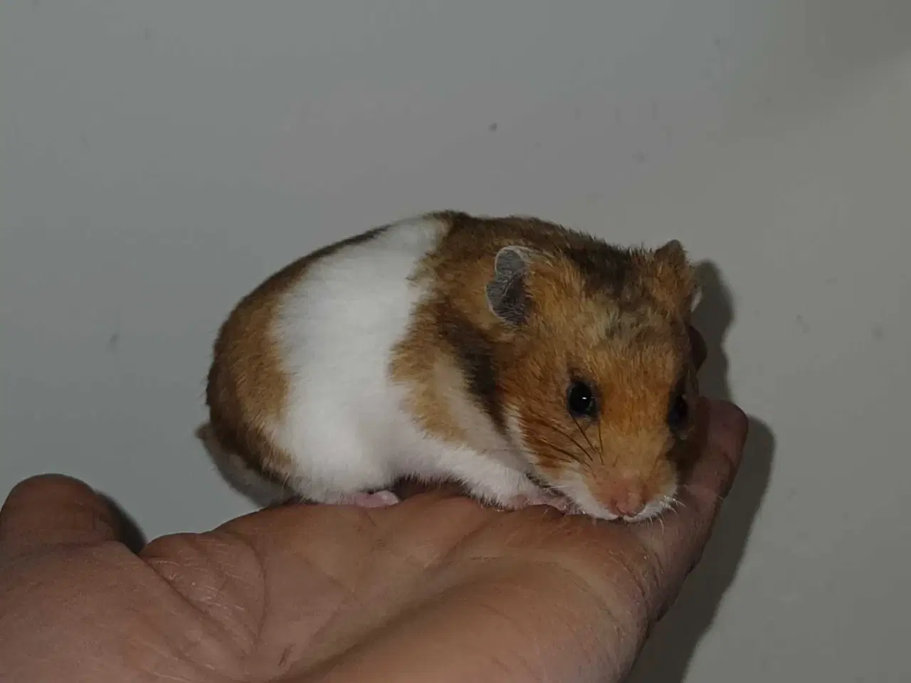 Billede 7 - Guldhamster unger