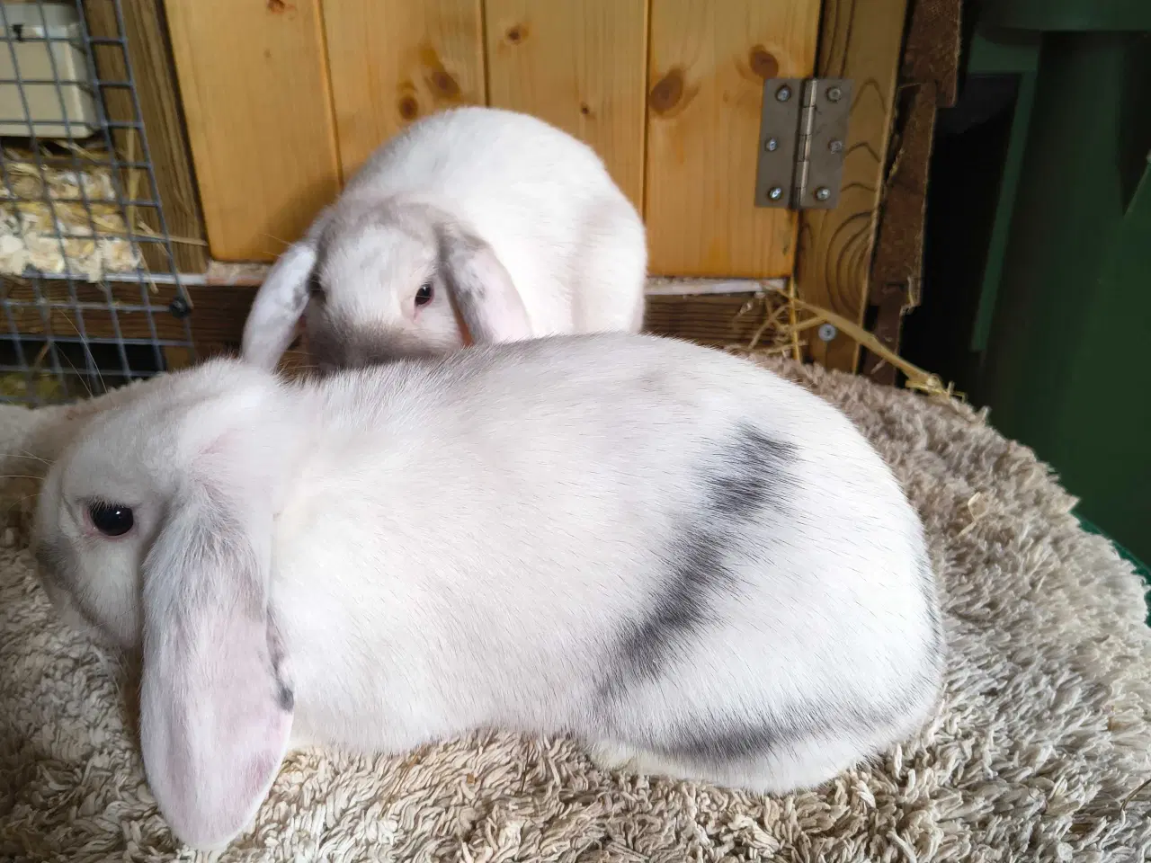 Billede 3 - Siameser unger 10 uger 