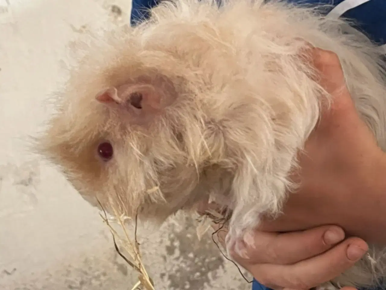 Billede 2 - Marsvine haner - fuld voksen