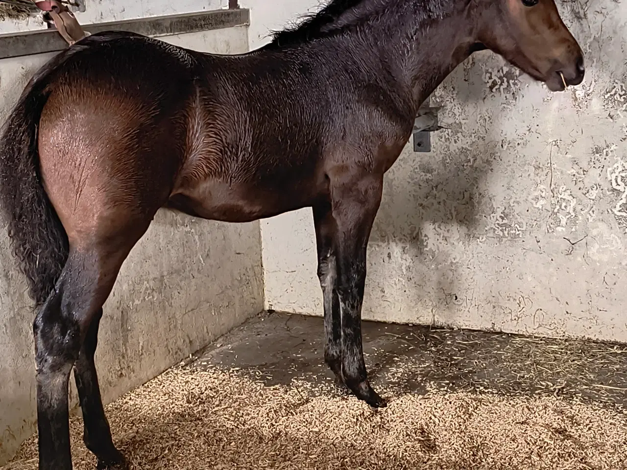 Billede 3 - New Forest hingst 