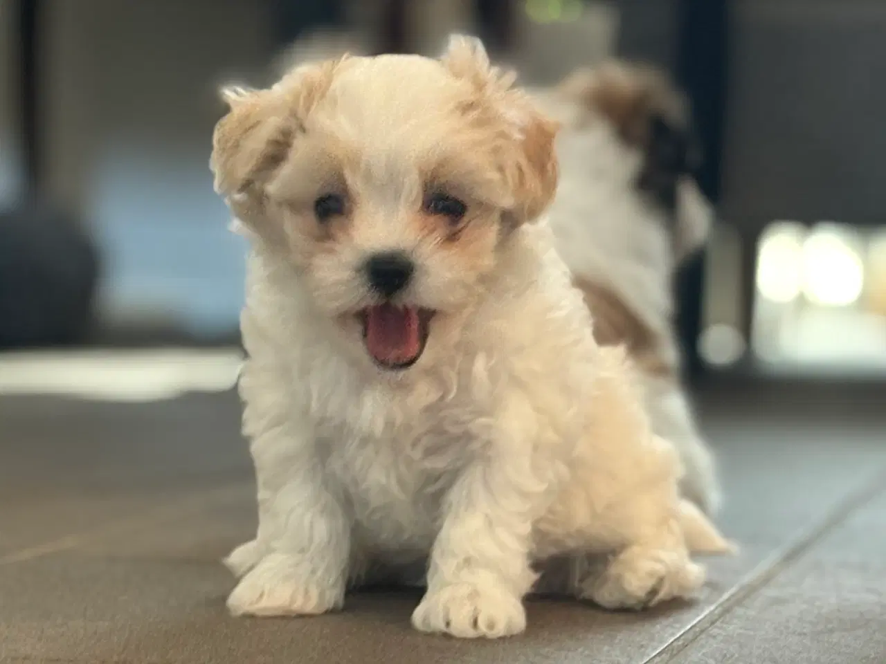 Billede 6 - Fin lille Boomer tæve shih tzu/malteser