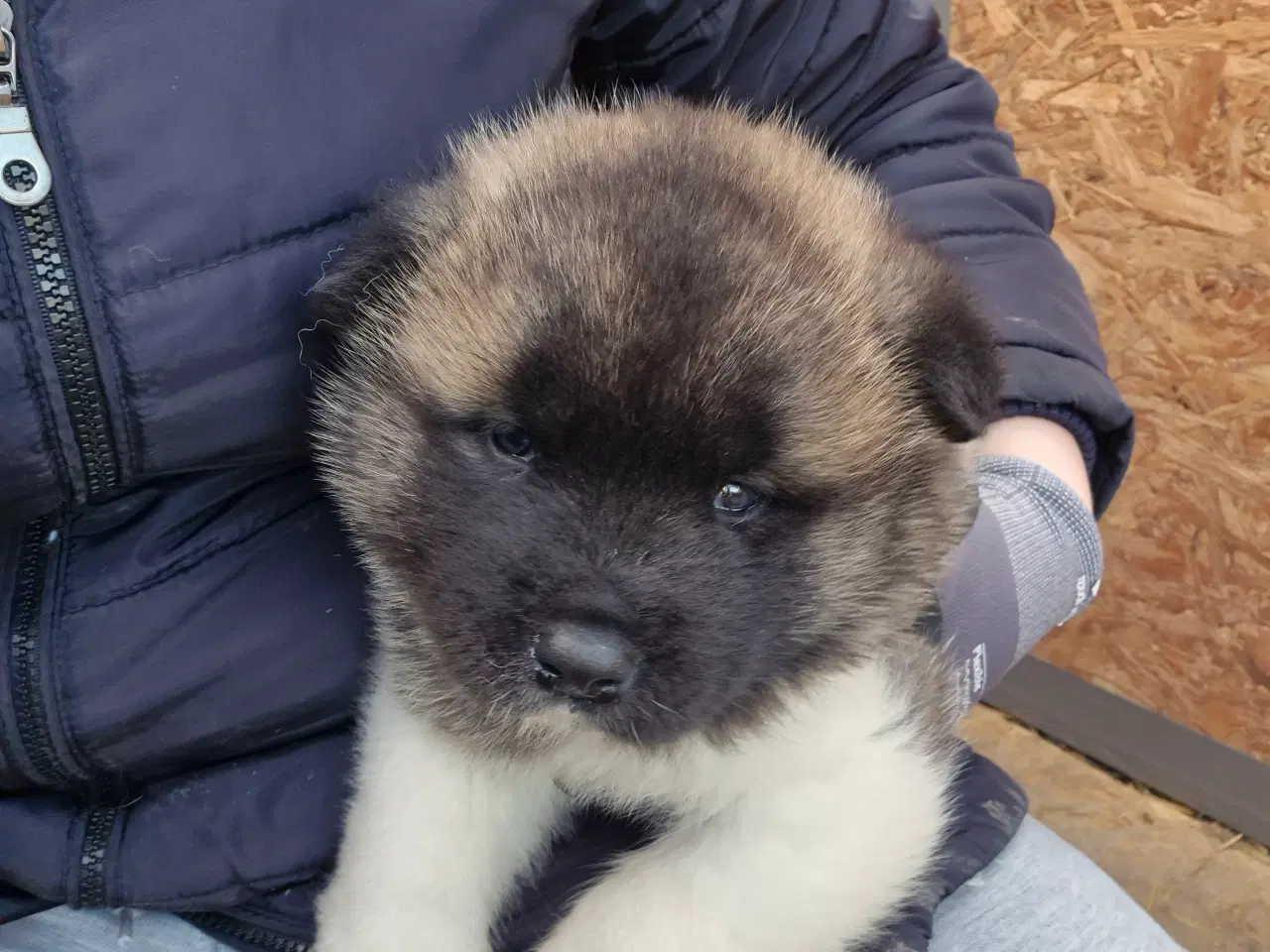 Billede 5 - Hundehvalpe American Akita 