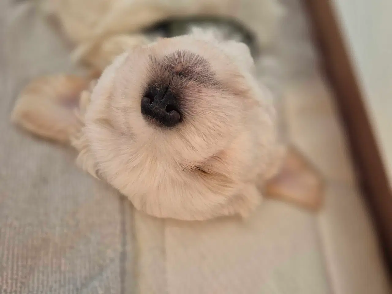 Billede 3 - Bomulds tæve hvalp