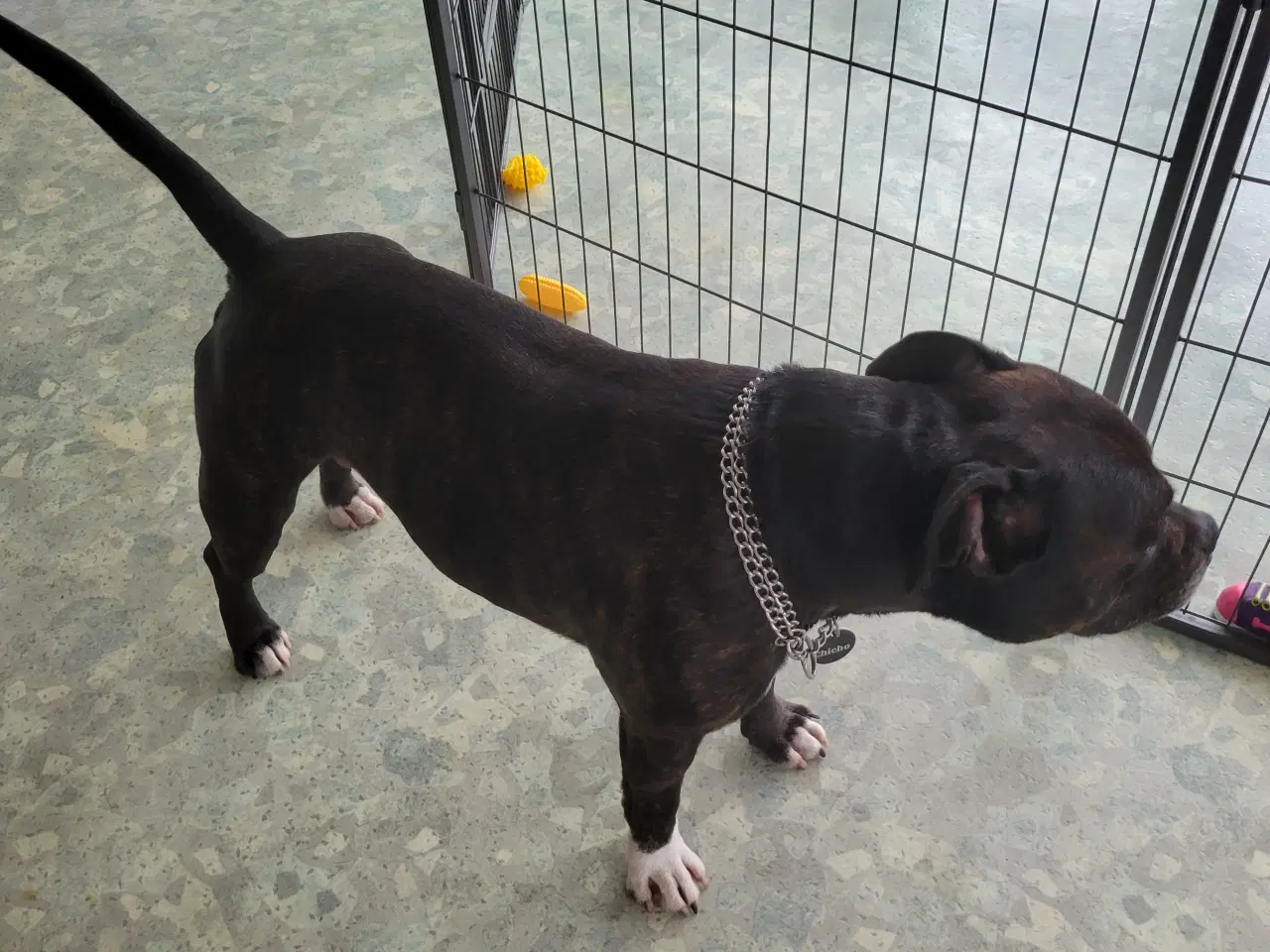 Billede 9 - Staffordshire Bull Terrier hvalpe