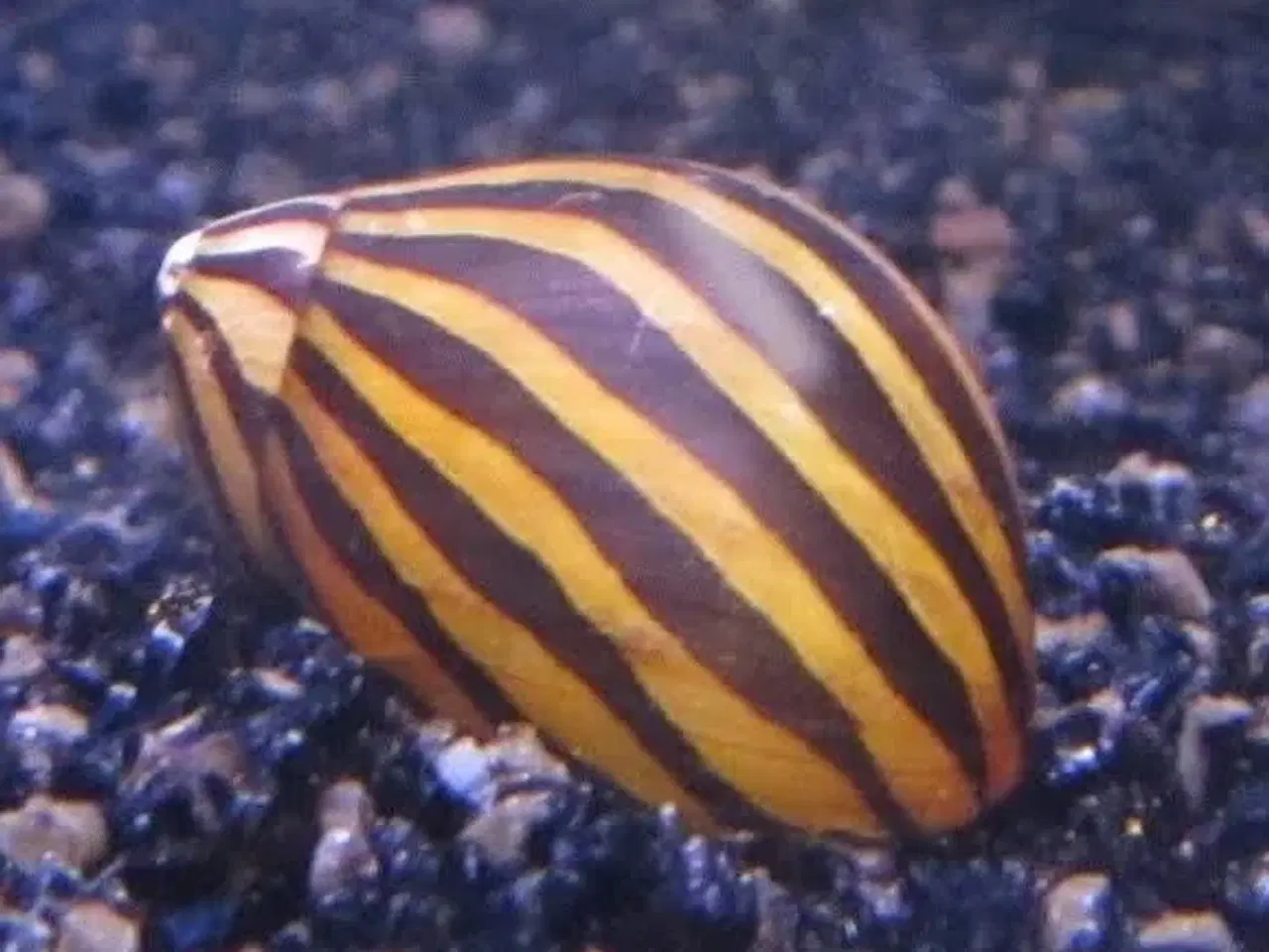 Billede 1 - Akvarie snegle sælges