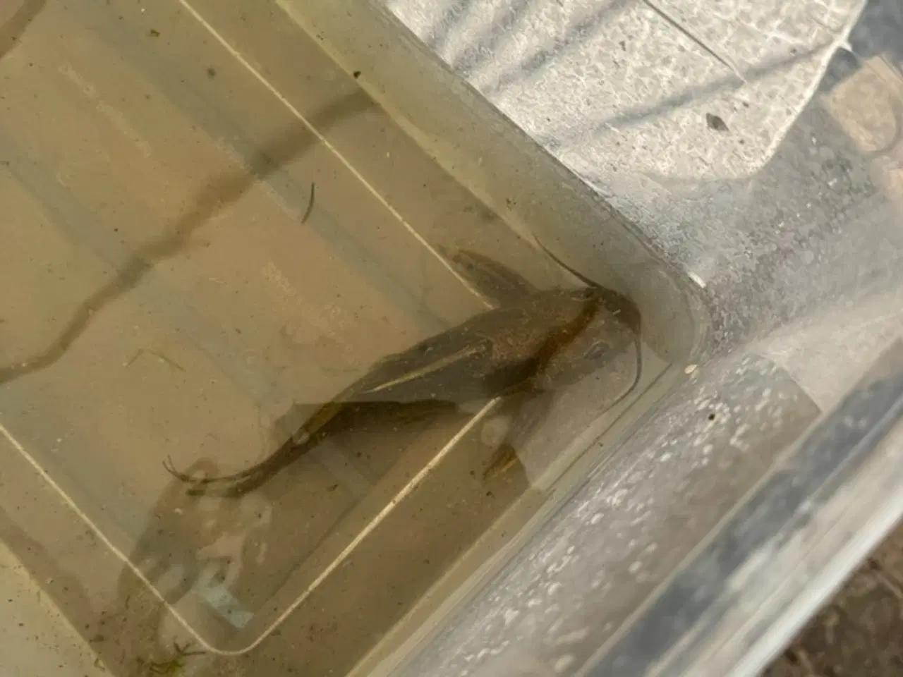 Billede 5 - Malle Synodontis fra Afrika