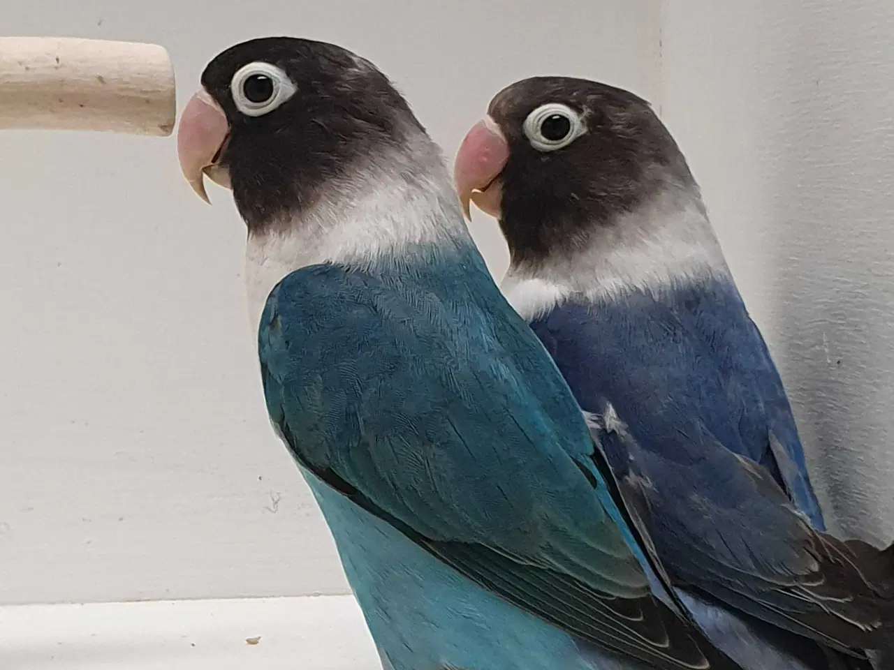 Billede 5 - Sorthovedet Dværgpapegøjepar 
