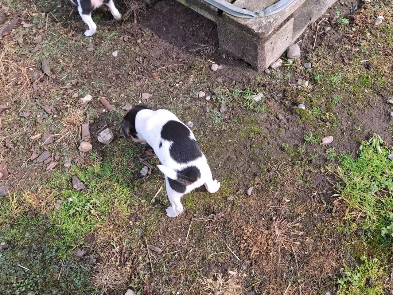 Billede 4 - Dansk svensk gårdhund (hundehvalpe)