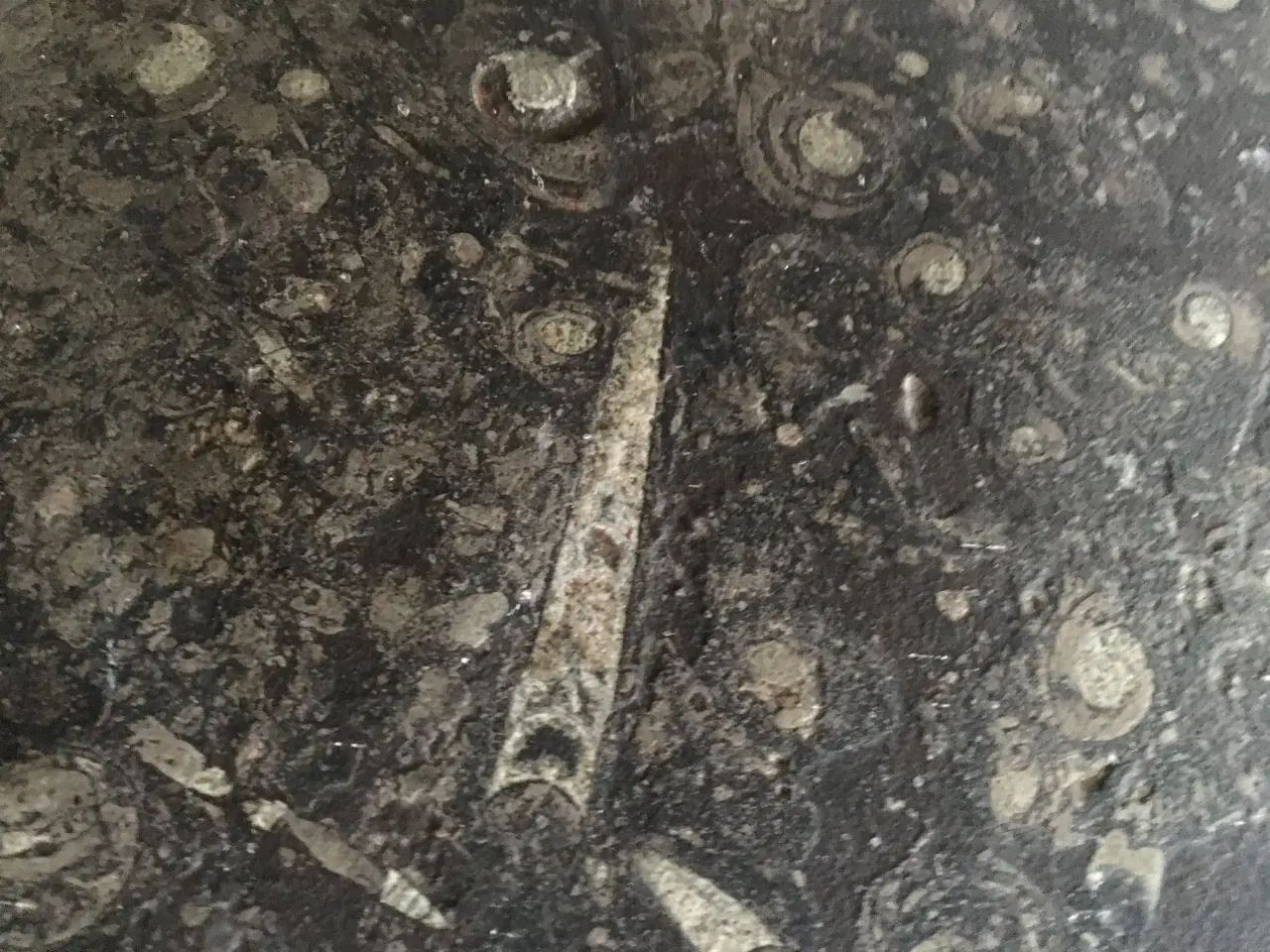 Billede 1 - Atlantic ægte fossile Sten - Bord  helt unik.
