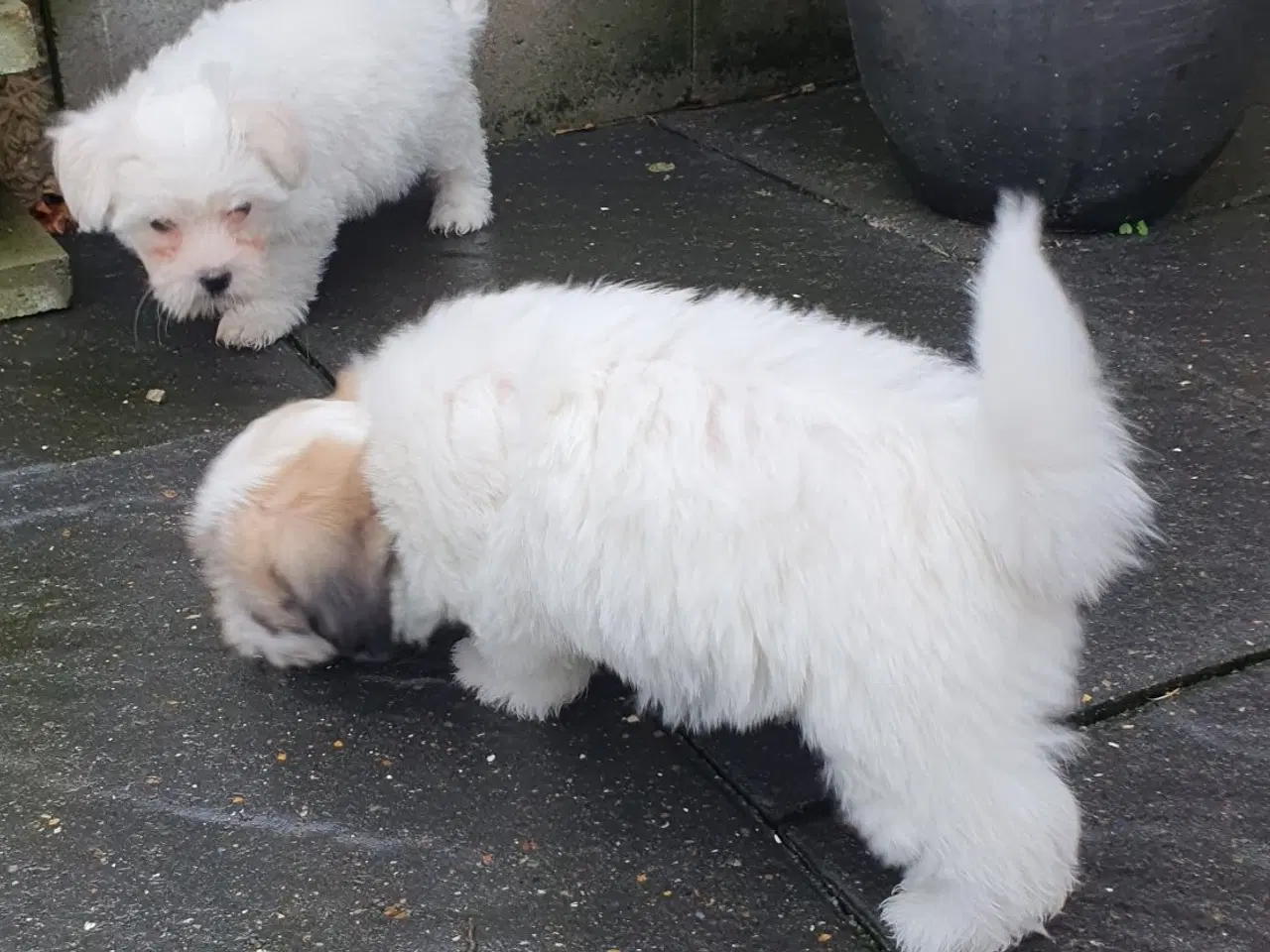 Billede 4 - Coton de tulear