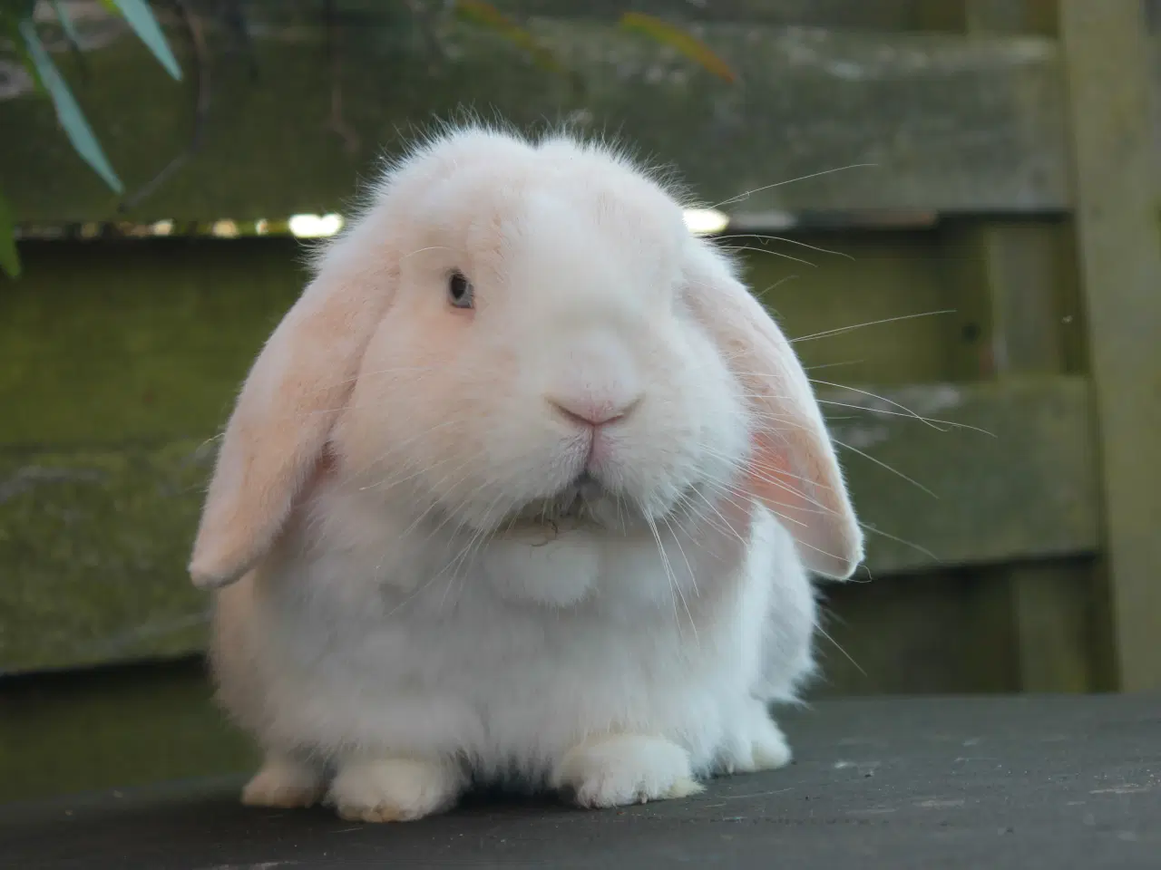 Billede 3 - Mini lop hankanin