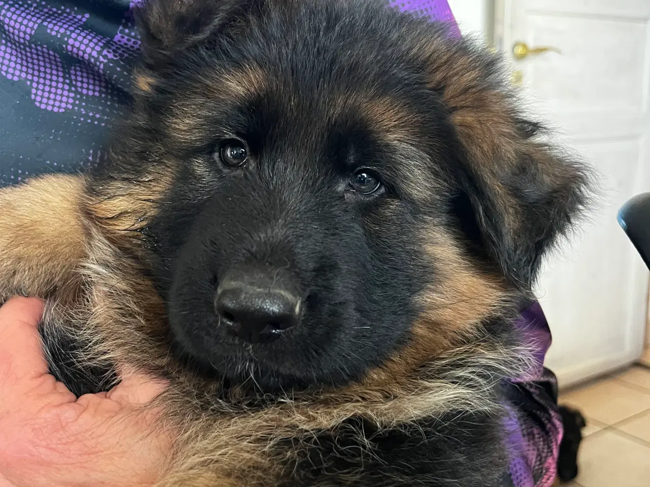 Billede 1 - Skønne hvalpe 