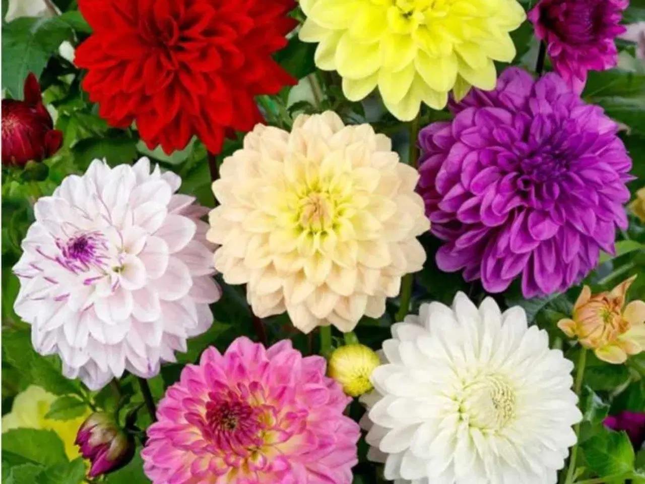 Billede 1 - Georgine/ Dahlia knolde