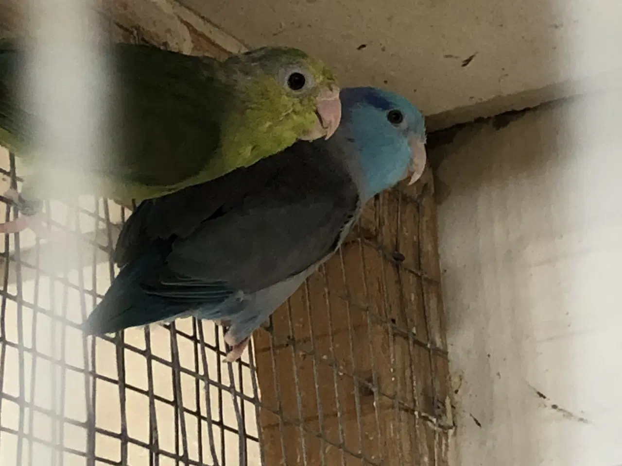 Billede 1 - Et par spurve papegøjer