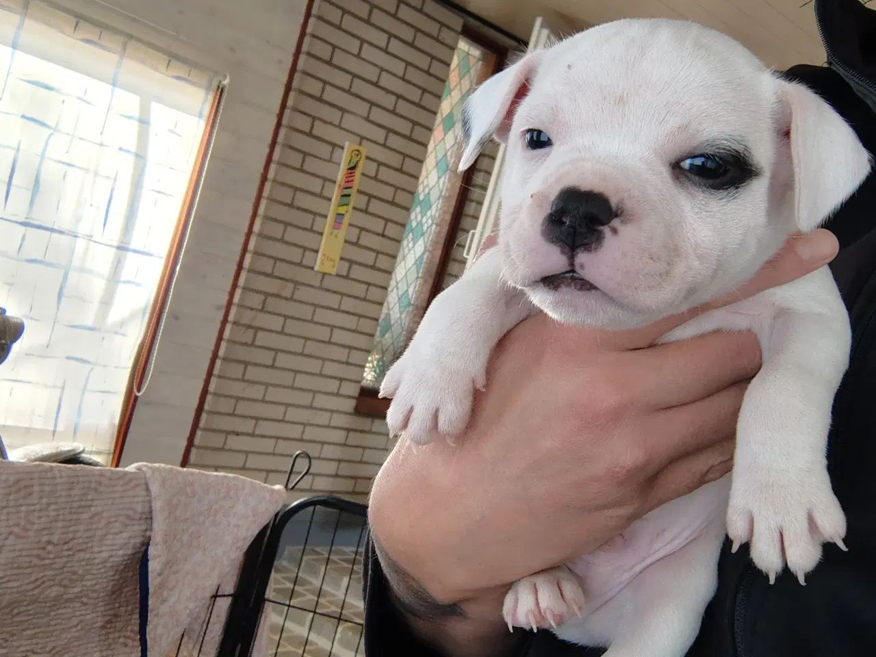 Billede 2 - Engelsk Staffordshire bull terrier 