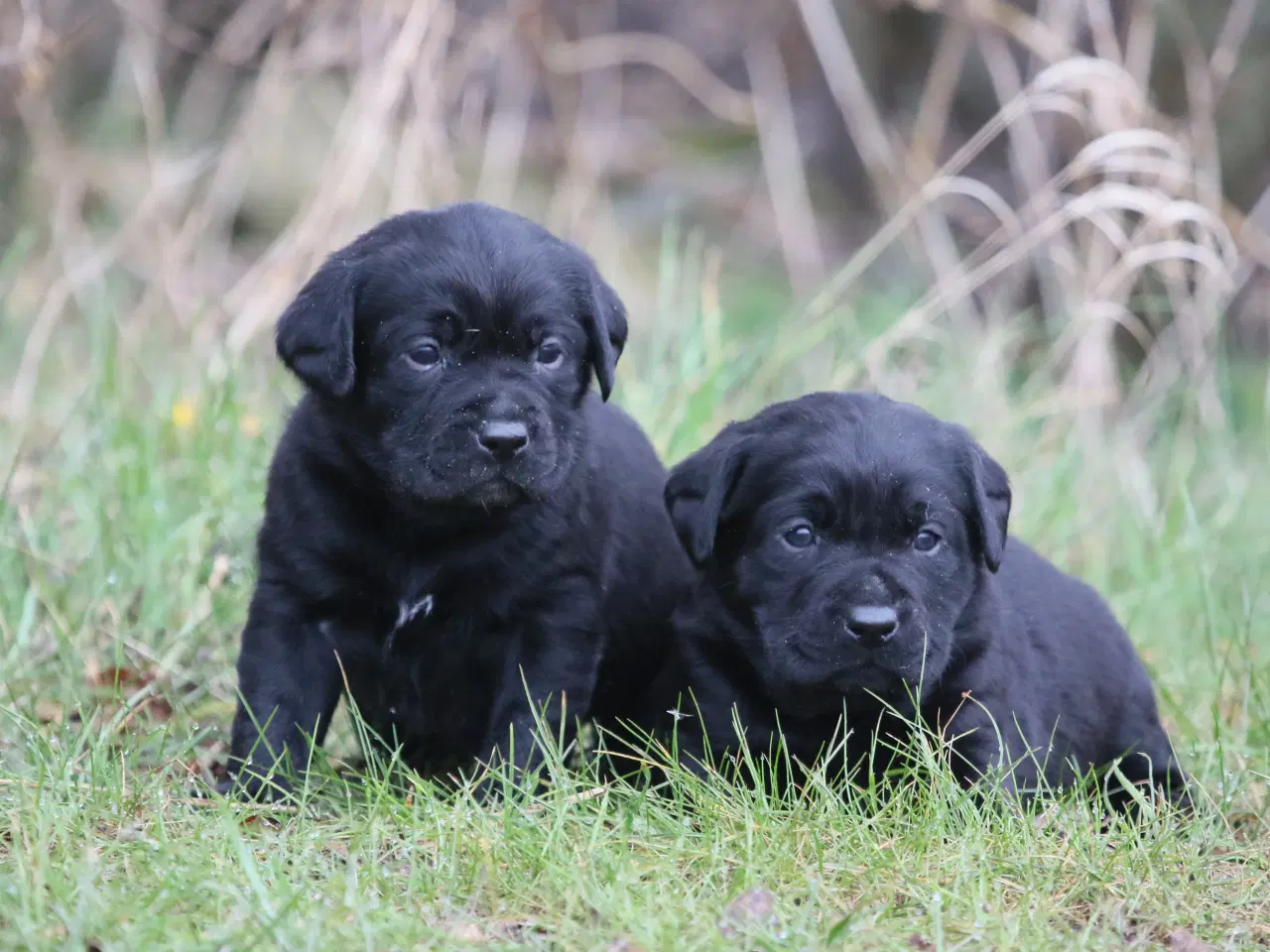 Billede 6 - Labrador hvalpe