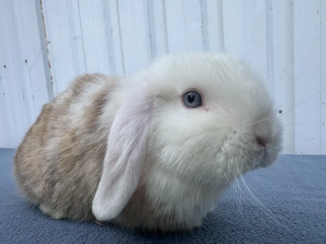 Billede 6 - Mini lop satin hunkanin