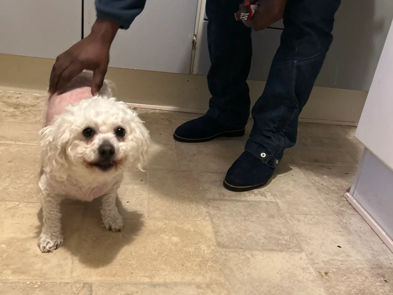 Billede 1 - Bichon frise 