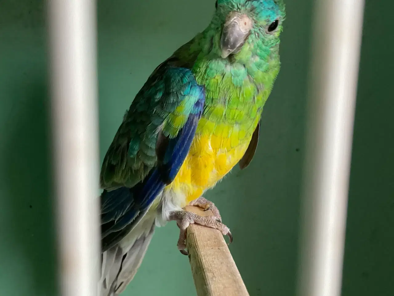 Billede 2 - Sangparakitter i flere farver