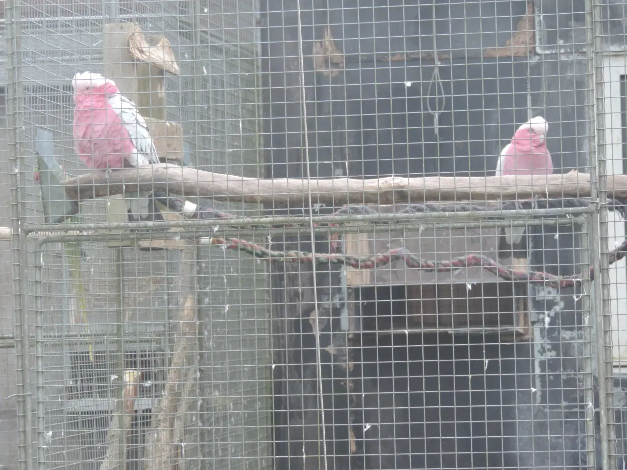 Billede 7 - Sælger 1 avlspar Rosa Kakadu.