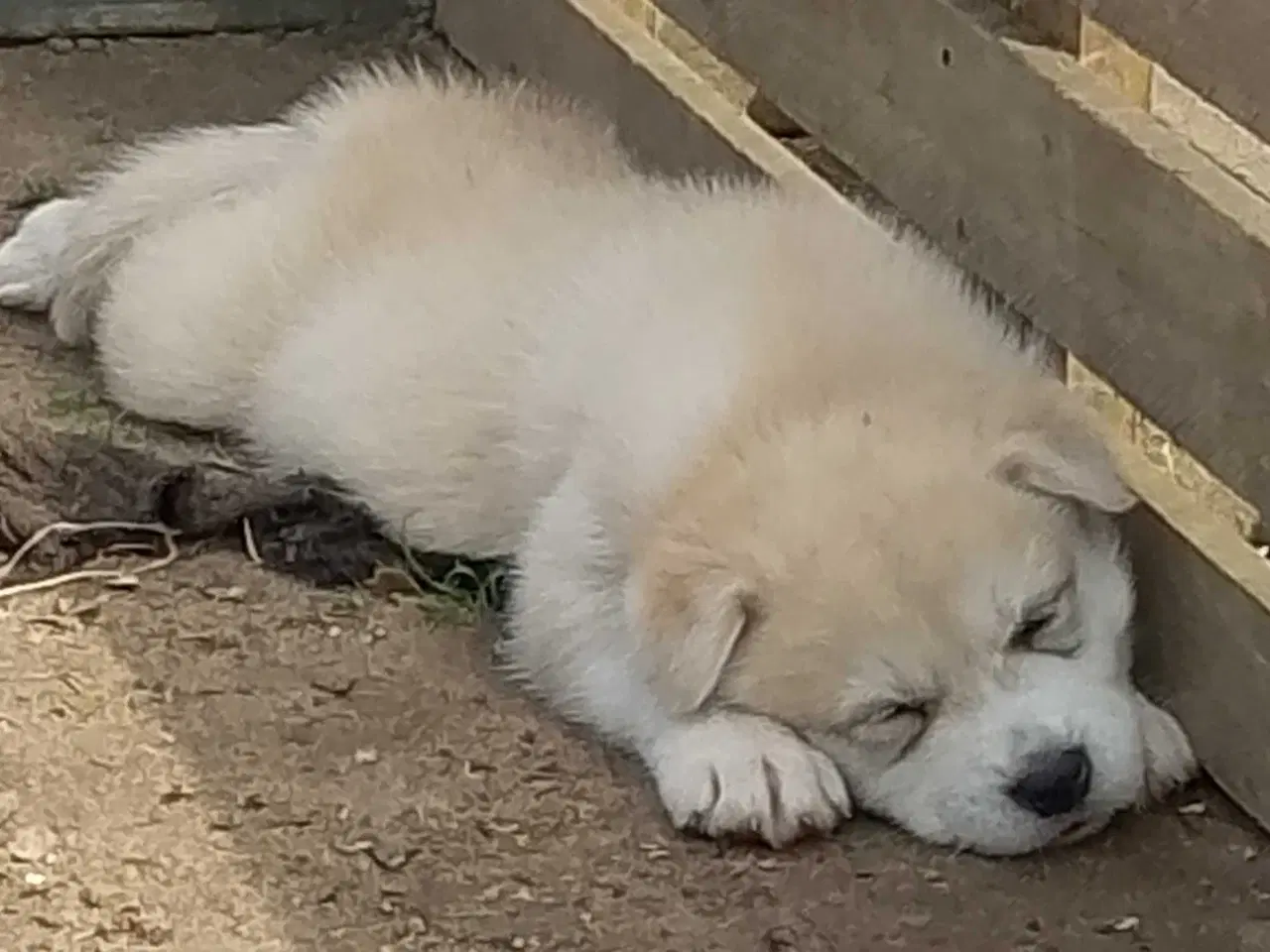 Billede 1 - Alaska Malamute Chow Chow tjekkiske ulvehund husky