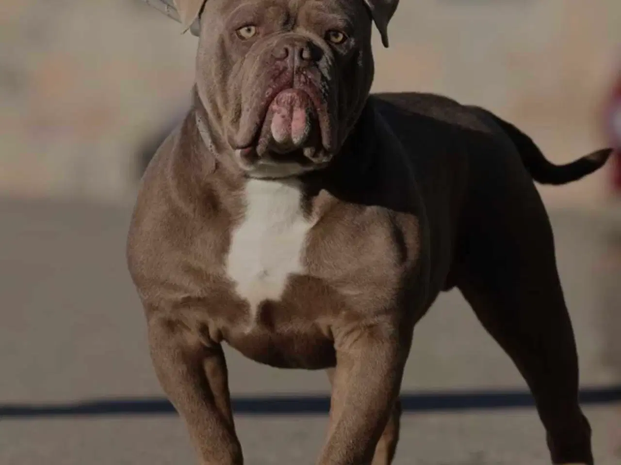 Billede 9 - Old english bulldog 