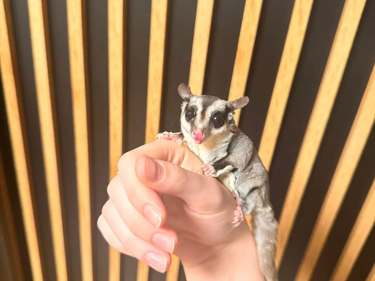 Billede 5 - sælger mine to meget søde og venlige sugerglider 