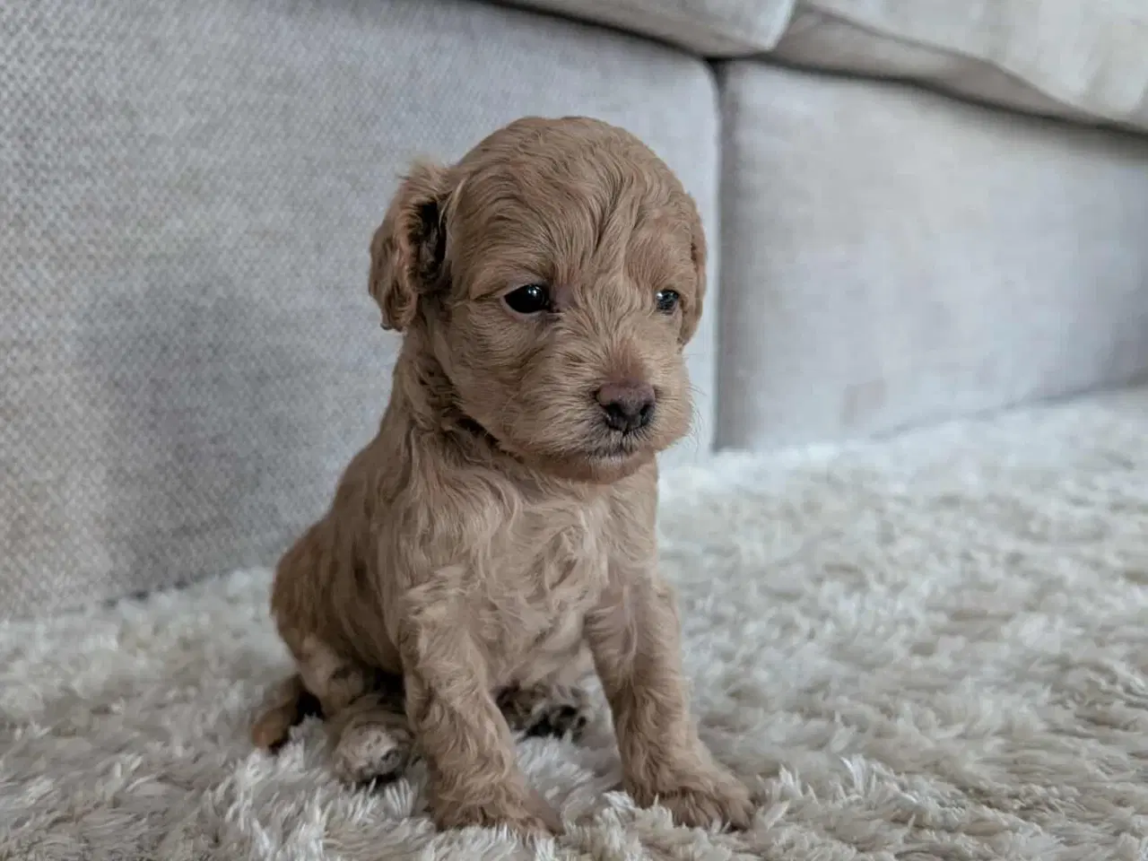 Billede 4 - Cockerpoo hvalpe 