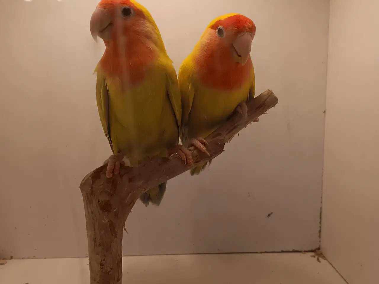 Billede 5 - Rosenhoveddværpapegøje